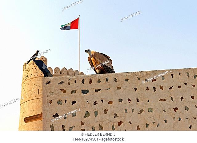 Middle East, Near East, United Arab Emirates, UAE, Sharjah, Khor Kalba, Al Ghayl fort, Griffon vulture, Gyps fulvus, ornithological station, architecture
