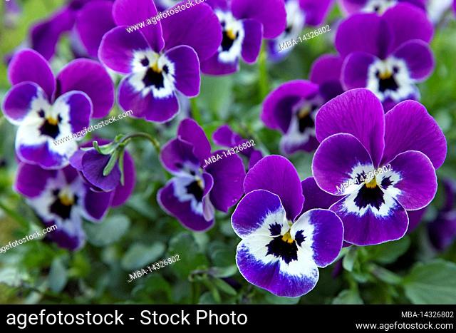 Horned violet (Viola cornuta), purple and white flowers