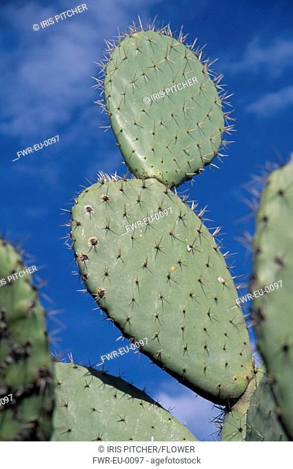 Opuntia cultivar, Prickly pear cactus, Green subject, Blue background