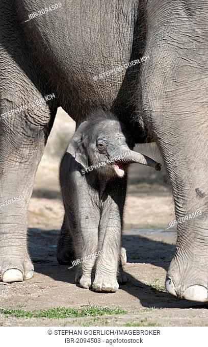 Female baby elephant, 11 days, Asian elephant (Elephas maximus), on the first trip in the outdoor enclosure with her mother, Tierpark Hellabrunn, zoo, Munich