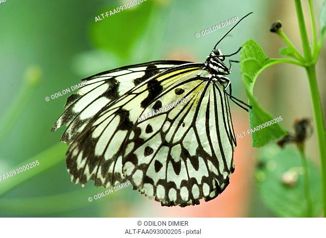 Paper kite butterfly (Idea leuconoe)