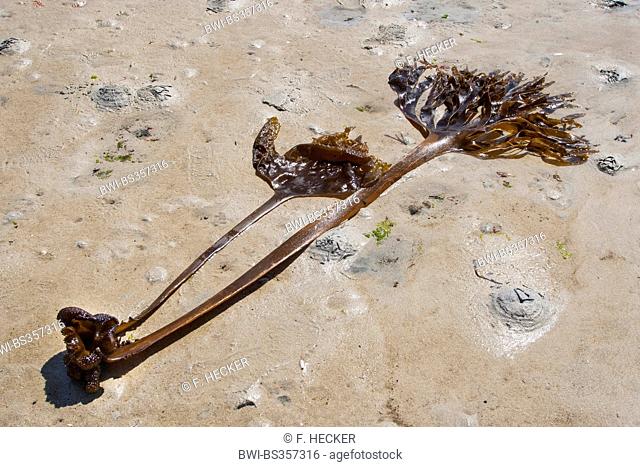 Furbellow (Saccorhiza polyschides, Saccorhiza bulbosa), with rhizoid washed up on the beach, Germany