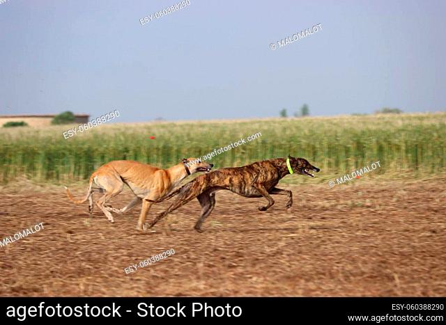 Spanish greyhound dog race hare hunting speed delivers passion