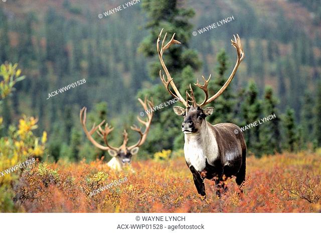 Adult bull caribou Rangifer tarandus, Alaska, USA