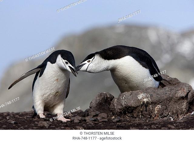 Chinstrap penguins Pygoscelis antarctica, Aitcho Island, Antarctica, Polar Regions