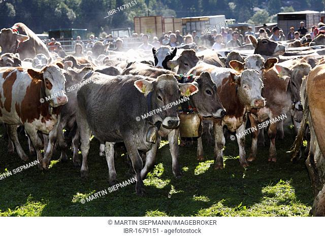 Ceremonial driving down of cattle, returning of the cattle to their respective owners, Pfronten, Ostallgaeu district, Allgaeu region, Swabia region, Bavaria