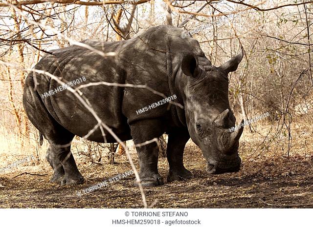 Senegal, Thies Region, Natural Reserve of Bandia, a rhinoceros