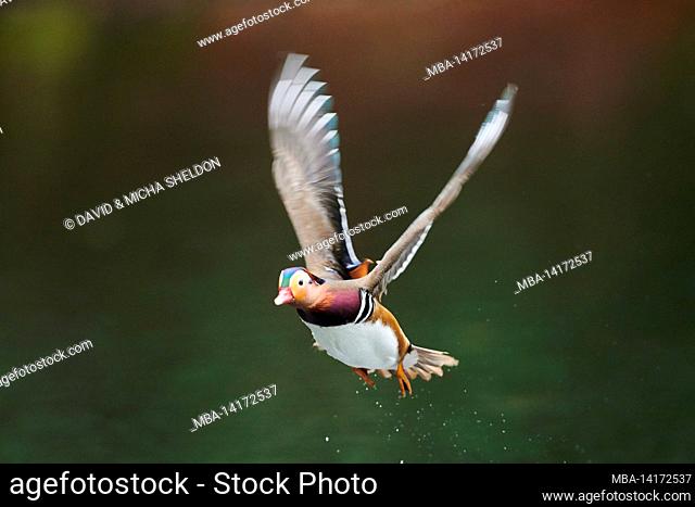 mandarin duck (aix galericulata), takes off on a lake, bavaria, germany