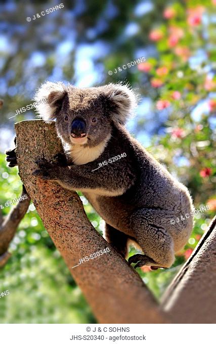 Koala, (Phascolarctos cinereus), adult on tree climbing, Kangaroo Island, South Australia, Australia