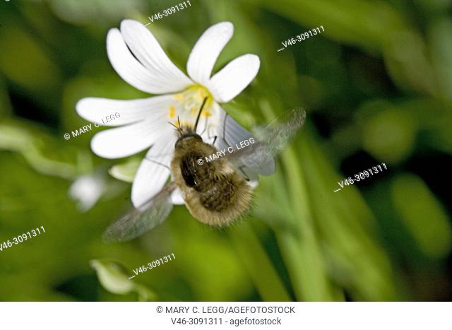 Bee Fly, Bombyliidae on Greater Stichwort, Stellaria holostea