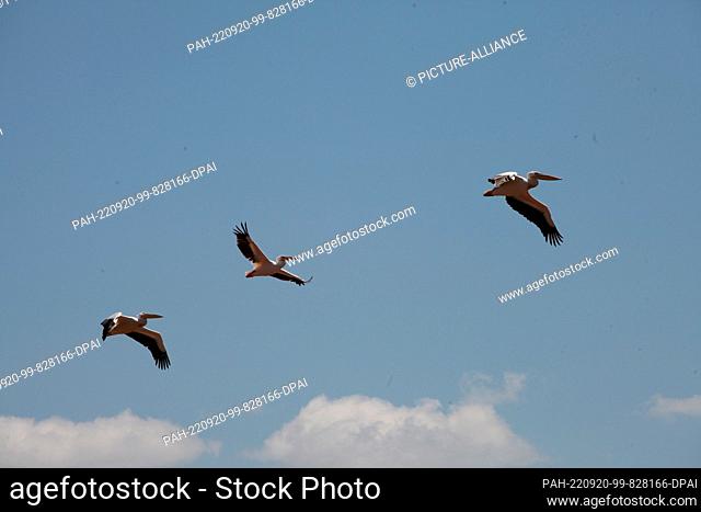 FILED - 20 August 2022, Kenya, Nakuru: Three pelicans fly over Lake Nakuru National Park. The park is located about 150 kilometers from the Kenyan capital...