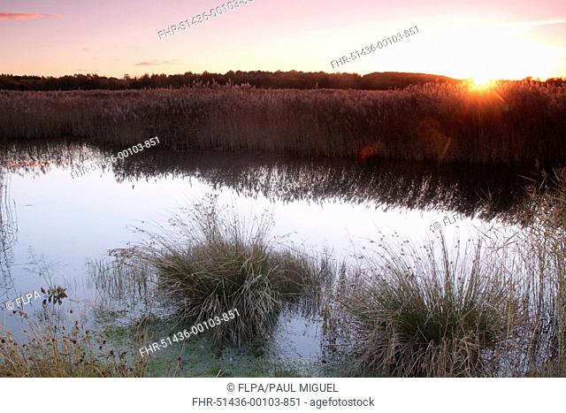 Common Reed (Phragmites australis) reedbed and pool habitat at sunset, on site of former opencast coal mine, St. Aidans RSPB Reserve, West Yorkshire, England