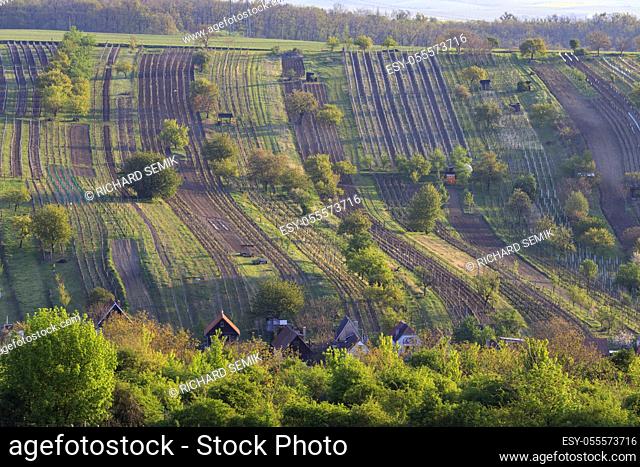 Spring vineyard near Mutenice, Southern Moravia, Czech Republic