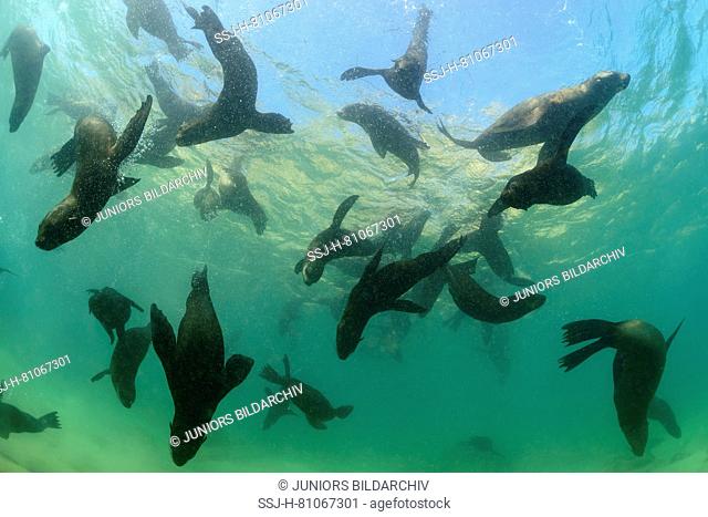 South African Fur Seal (Arctocephalus pusillus pusillus). Group swimming underwater. South Africa, Plettenberg Bay, Indian Ocean
