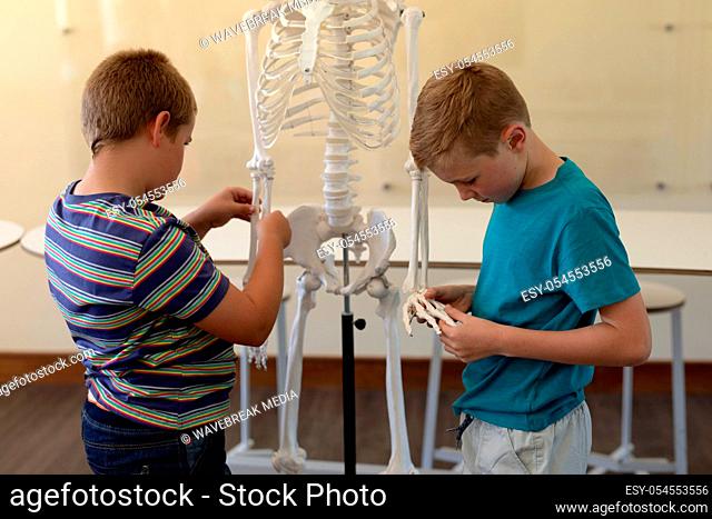 Side view close up of two Caucasian elementary school boys studying a model of a human skeleton during a biology lesson