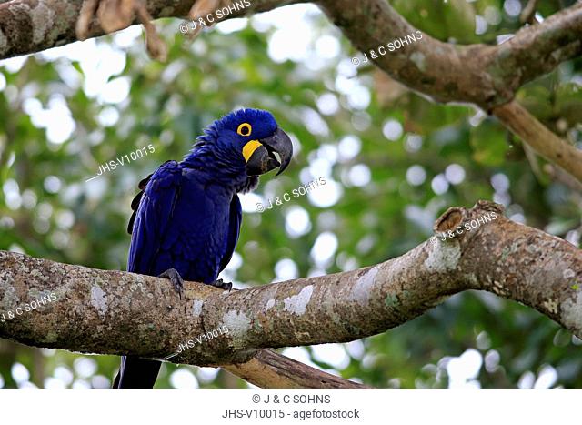 Hyacinth Macaw, Blue Macaw, (Anodorhynchus hyacinthinus), adult on tree, Pantanal, Mato Grosso, Brazil, South America