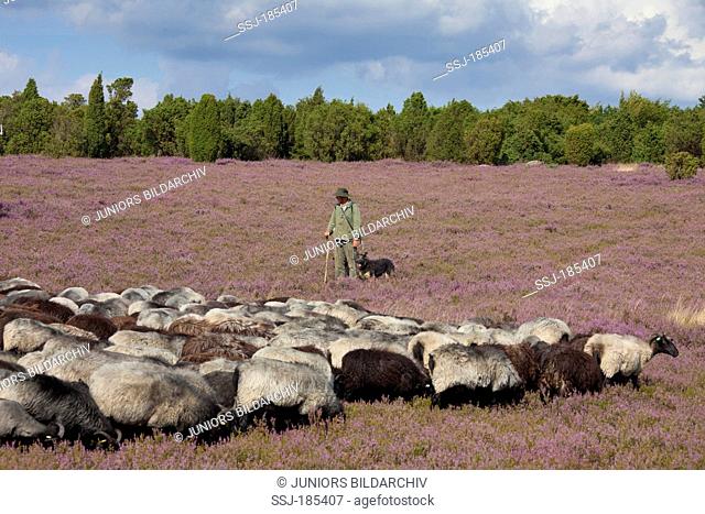 Heidschnucke, German Grey Heath. Shepherd with grazing sheep. Lueneburg Heath, Lower Saxony, Germany