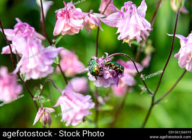 Two wonerful Golden Rose Beetles forage on pink flowers