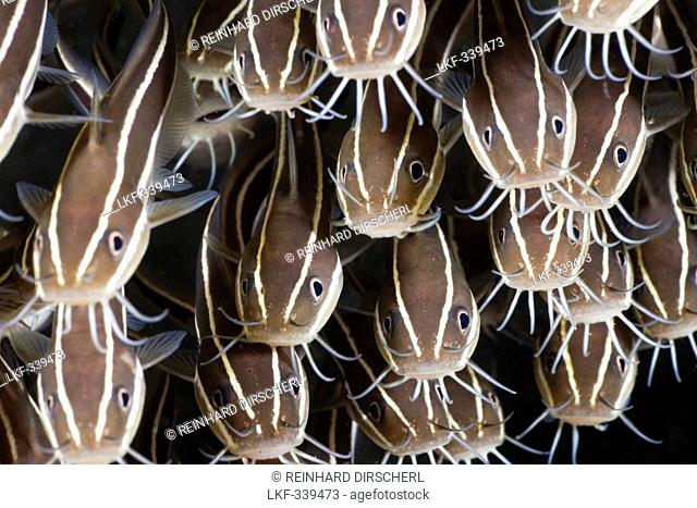 Striped Eel Catfish, Plotosus lineatus, Amed, Bali, Indonesia