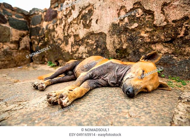 Sleeping dog against grunge wall, Ceylon landscape. Sri lanka domestic animal