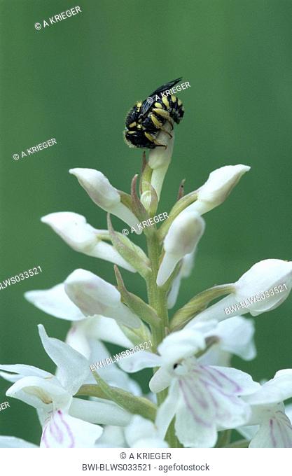wool carder bees Anthidium spec., Dactylorhiza maculata, nectar robbery, Germany, Saarland