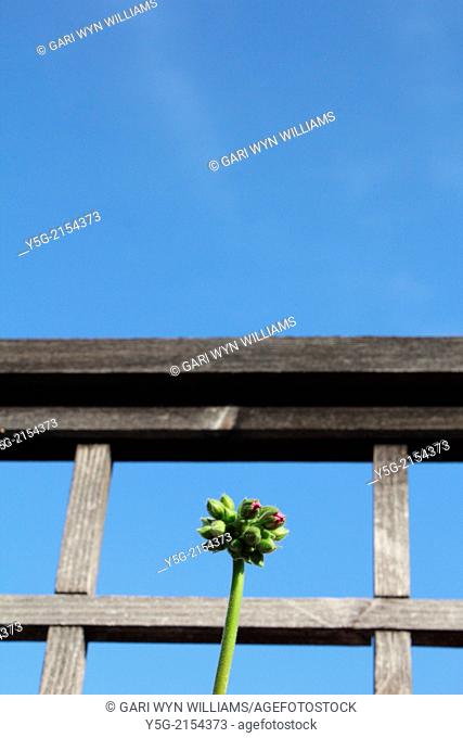 new flower buds growing in garden with blue sky