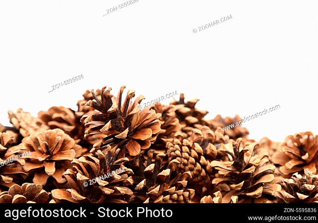 The Pine cones are located down white background