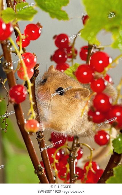 common dormouse, hazel dormouse (Muscardinus avellanarius), climbing in northern red currant bush between mature fruits, Germany
