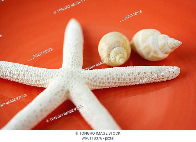turban shell and starfish on red background