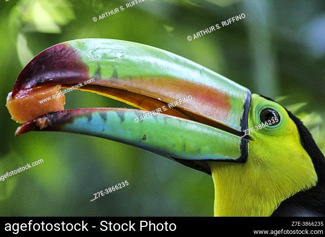 Enjoying a chunk of fruit. Telephoto of a keel-billed toucan (Ramphastos sulfuratus). Colombia, South America