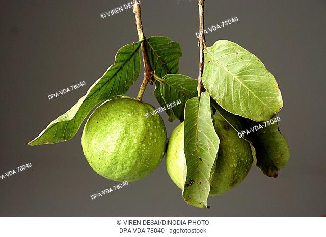 Fruit guava two pieces in Hindi peru with leaves