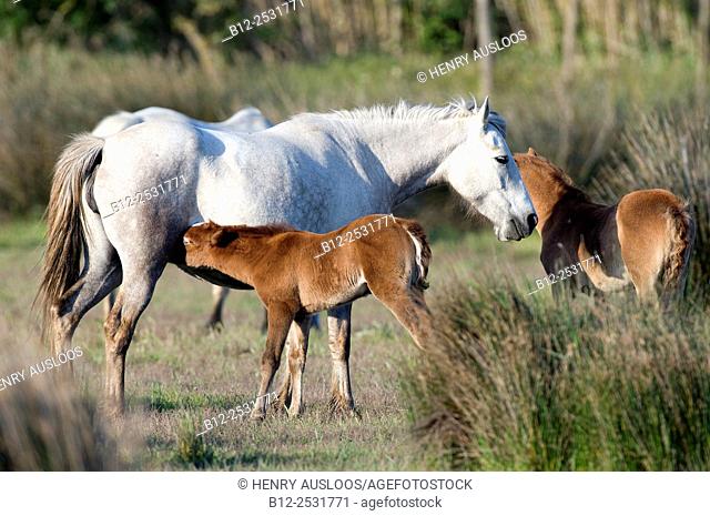Wild Horse of Camargue, mare and foal Equus caballus