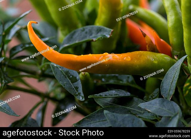 Nahaufnahme einer orange Chili-Pflanze