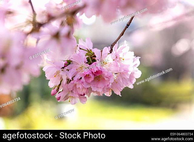 Cherry blossom in spring in Germany