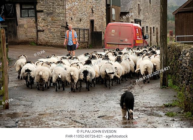 Domestic Sheep, flock herded through farmyard, Royal Mail van and postman delivering post, Whitewell, Lancashire, England, autumn