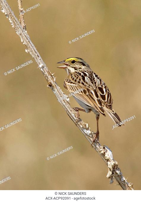 A Savannah Sparrow, Passerculus sandwichensis, sings from a wildlfower near Saskatoon, Saskatchewan