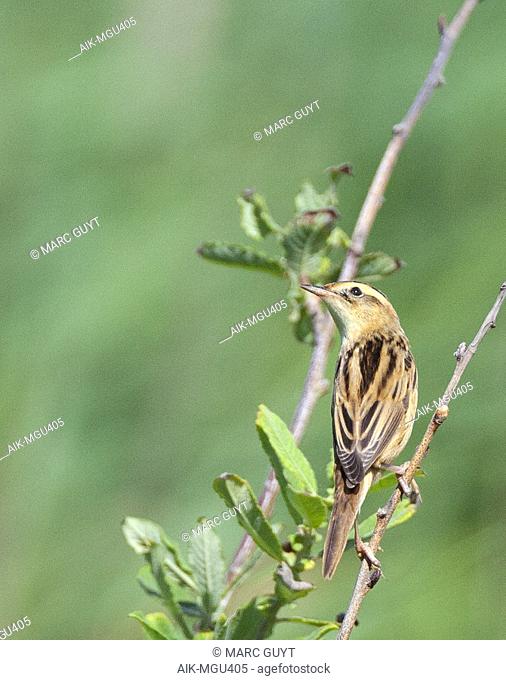First-winter Aquatic Warbler (Acrocephalus paludicola) perched on top of a bush on the Dutch Wadden island Texel during summer