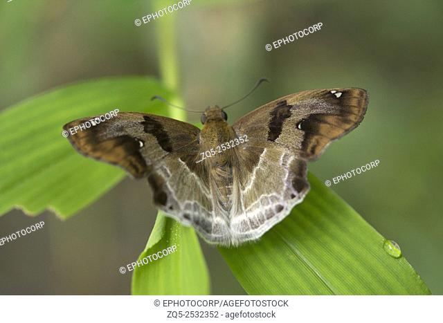 Chestnut Angle, Odontoptilum sp, Hesperiidae, Near Gurjee, Tripura , India