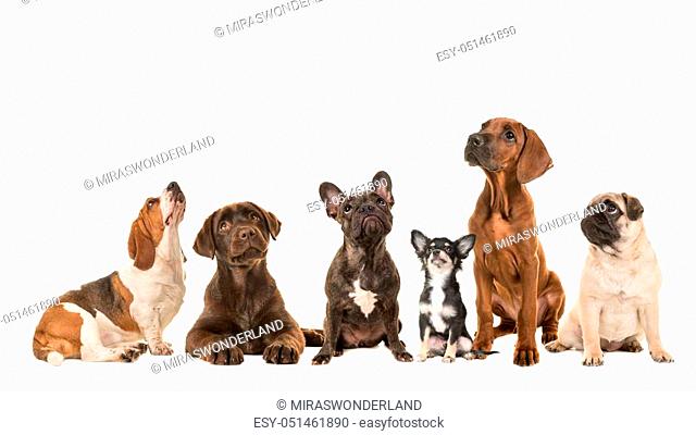 Basset Hound And French Bulldog Stock Photos And Images Agefotostock