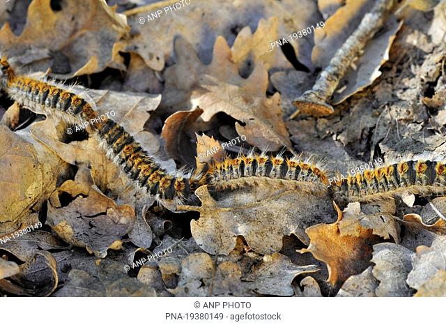 Pine processionary Moth Thaumetopoea pityocampa - Parc naturel regional de La Brenne, Indre, Centre, France, Europe