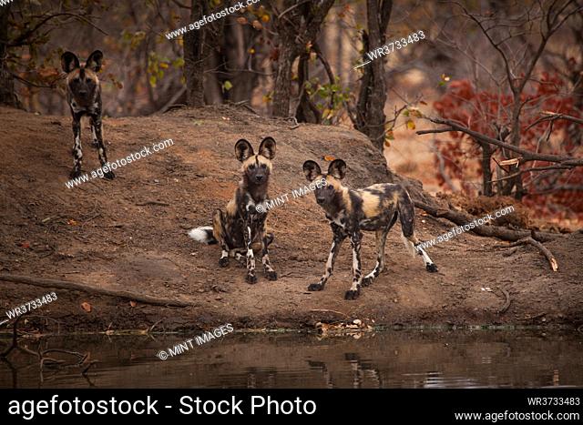 A pack of wild dog, Lycaon pictus, stand near a waterhole, direct gaze