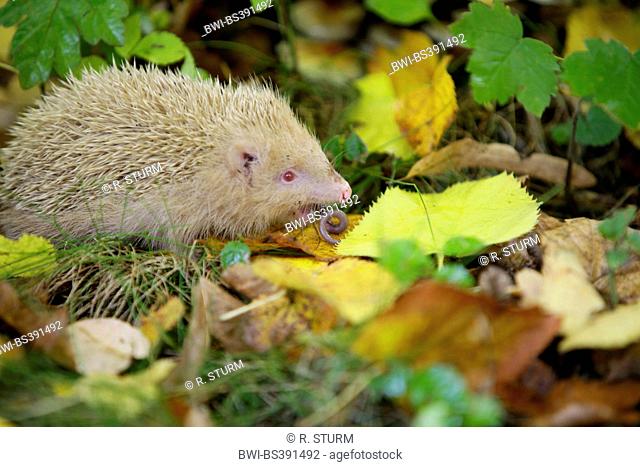 Western hedgehog, European hedgehog (Erinaceus europaeus), white albino eating an earth worm, Germany, Bavaria