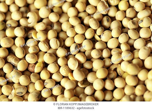 Soy beans, Uberlandia, Minas Gerais, Brazil, South America