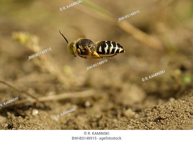 rostrate bembix wasp (Bembix rostrata, Epibembix rostrata), flying, Germany, Brandenburg