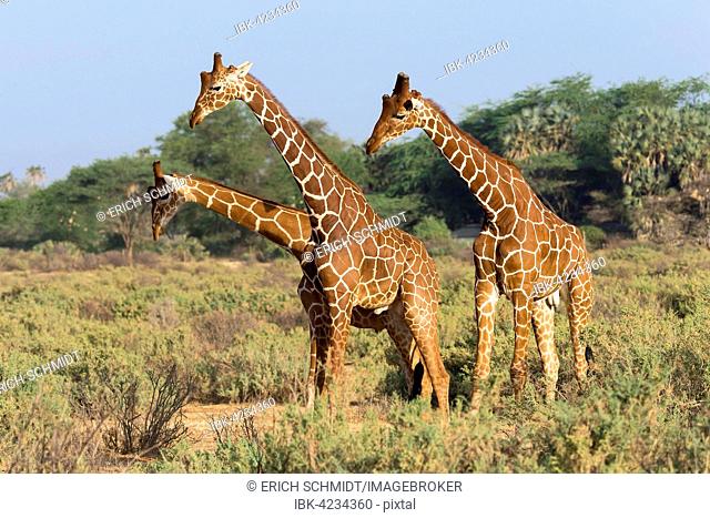 Three Somali giraffes or reticulated giraffes (Giraffa reticulata camelopardalis), Samburu National Reserve, Kenya
