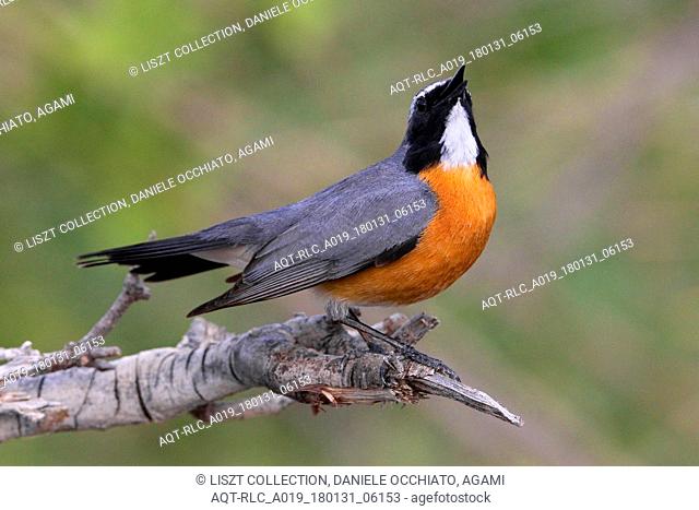 White-throated Robin singing on branch, White-throated Robin, Irania gutturalis