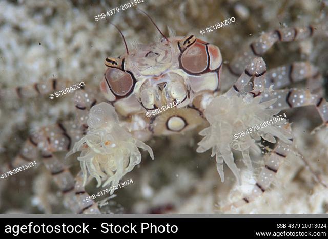 Boxer crab, Lybia tessellata, Mabul, Sabah, Malaysia, Borneo