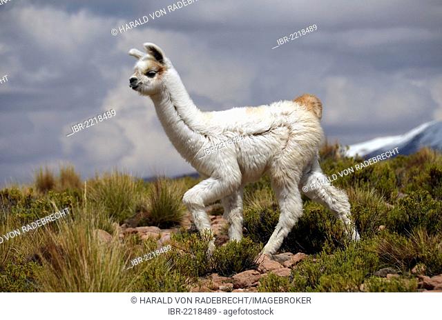 Alpaca (Vicugna pacos), young, Andes, Bolivian Altiplano, border triangle of Bolivia, Chile and Argentina, South America