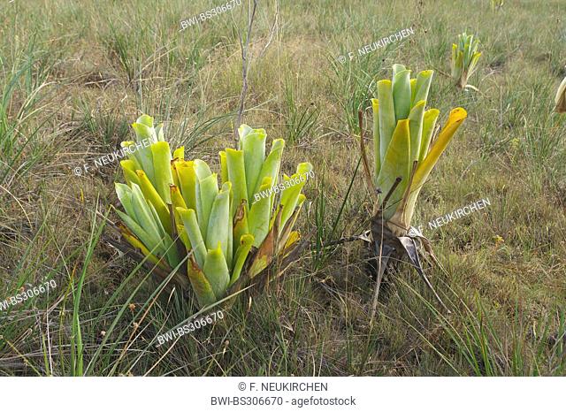 Brocchinia reducta (Brocchinia reducta), Venezuela, Canaima National Park, Gran Sabana