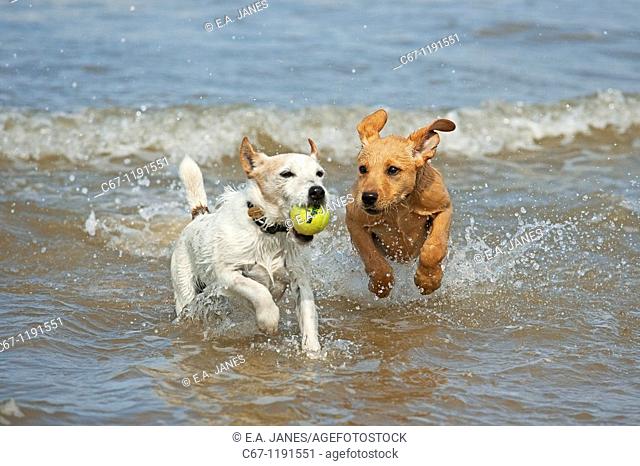 Yellow Labrador Puppy and Jack Russell Terrier playing on Beach